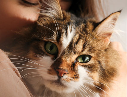 Photo of a person holding a cat with brown markings
