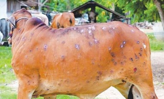 Picture of cow's back with lumpy skin disease
