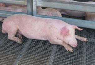 Pig lying in a pen, demonstrating a reluctance to stand