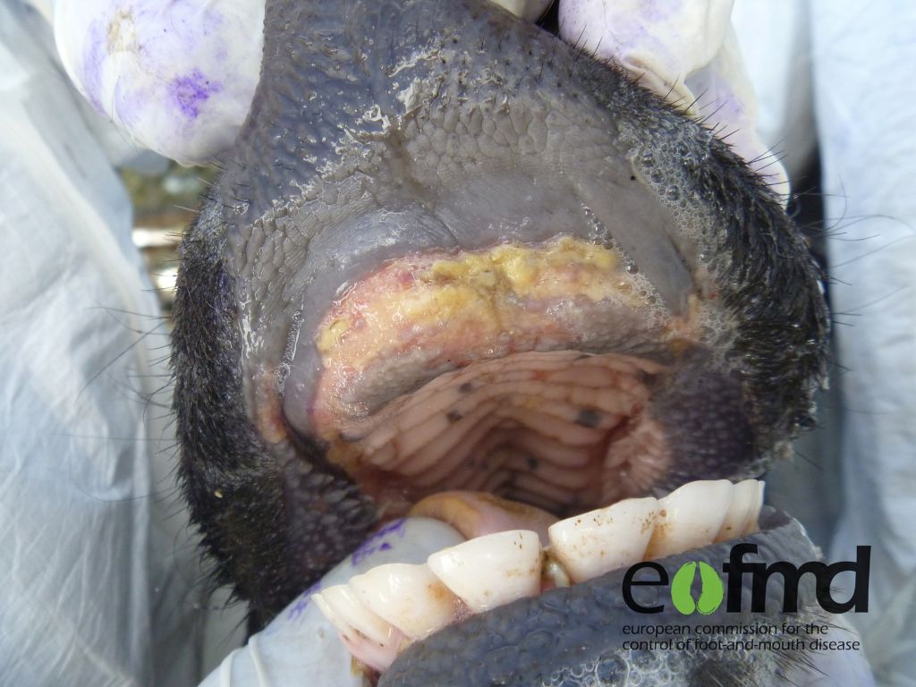 Close up of older lesion on cow’s dental pad, shown as off-white tissue