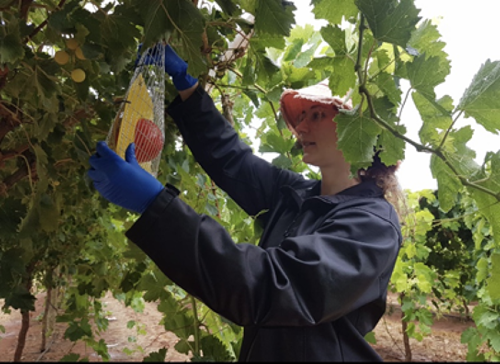 Picture of Agriculture Victoria scientist Dr Jessi Henneken checking a fruit fly trap that contains a fruit mimic and lure that has been placed in grape vines. 