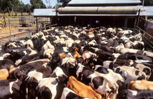 Dairy cattle in a holding yard.