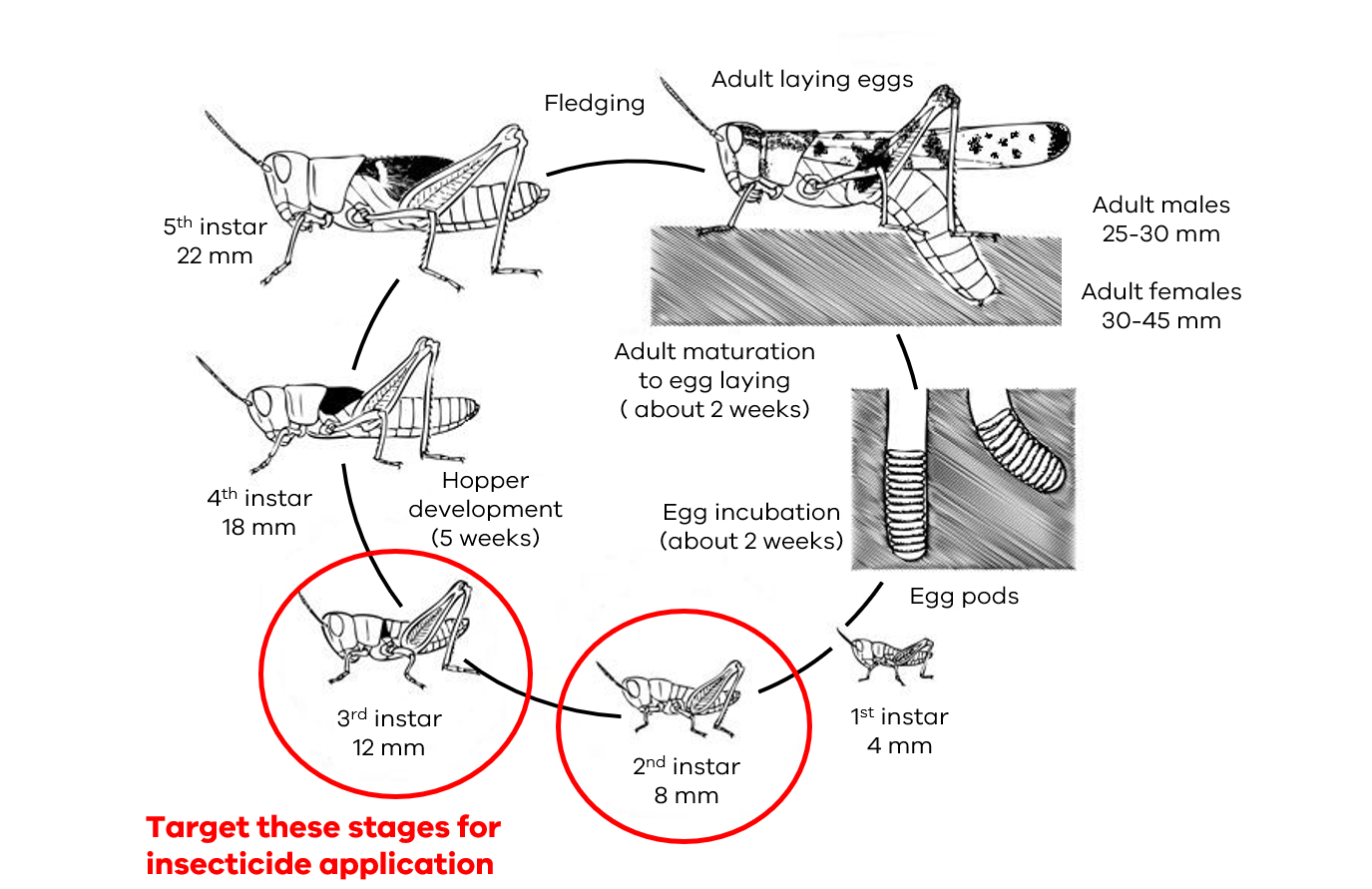Australian plague locust life cycle