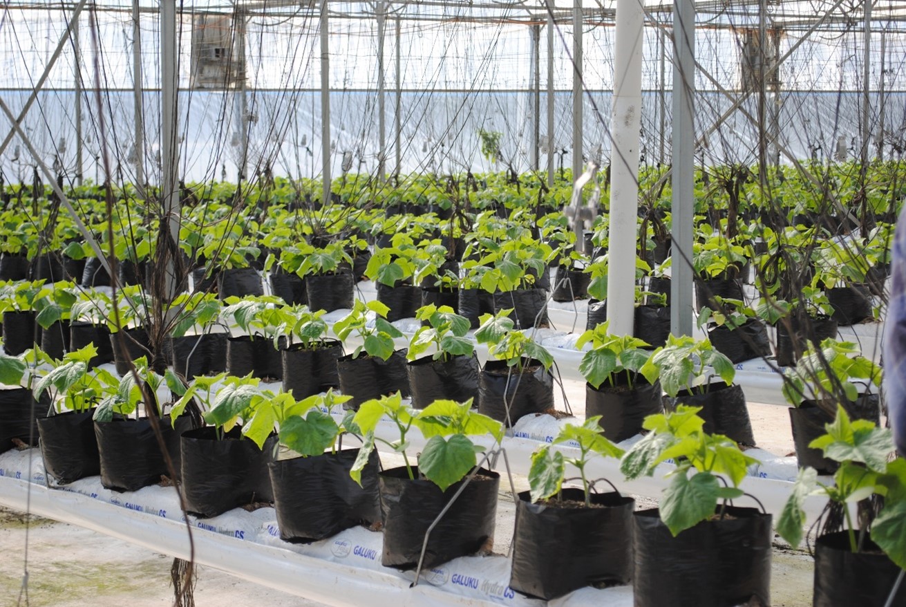 Image of hothouse with seedlings.