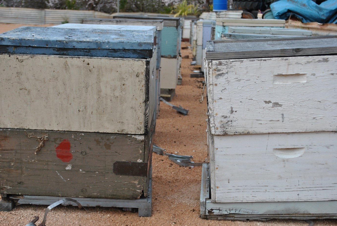 Close up image of beehives in a row.