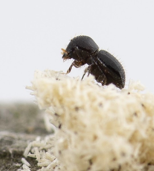 Close up of pest beetle sitting on fungus.