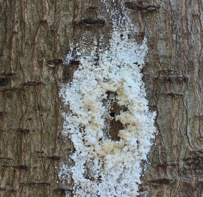 Tree with white dried sugar on trunk.
