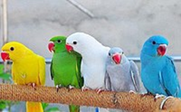A close-up photo of 5 different bird.