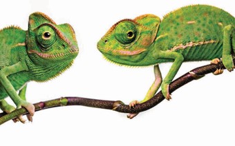Close up image of two green chameleons on a branch.