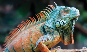A close up image of a iguana.