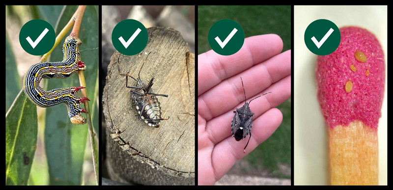 Figure 2 Alt text for images left to right: 1. Photo of a striped caterpillar in a U-shaped position on a branch of a eucalyptus tree to show an example of a good photo of a whole insect 2. A photo of the underside of native brown stink bug on the trunk of a cut down tree to demonstrate photos from multiple angles of an insect 3. Photo of a brown stink bug in a hand to show a good photo that shows size scale 4. Photo of a match stick head with small yellow insects on the match head to demonstrate using an object to show size scale in a photo