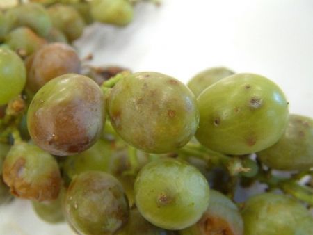 Queensland fruit fly sting marks on grapes
