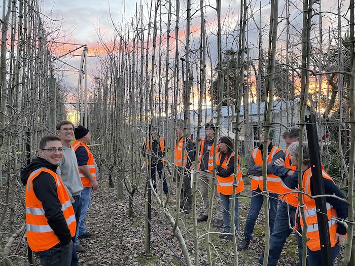 Several people in high vis vests inspecting narrowly planted rows of fruit trees