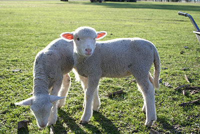 2 lambs in a field facing the camera.