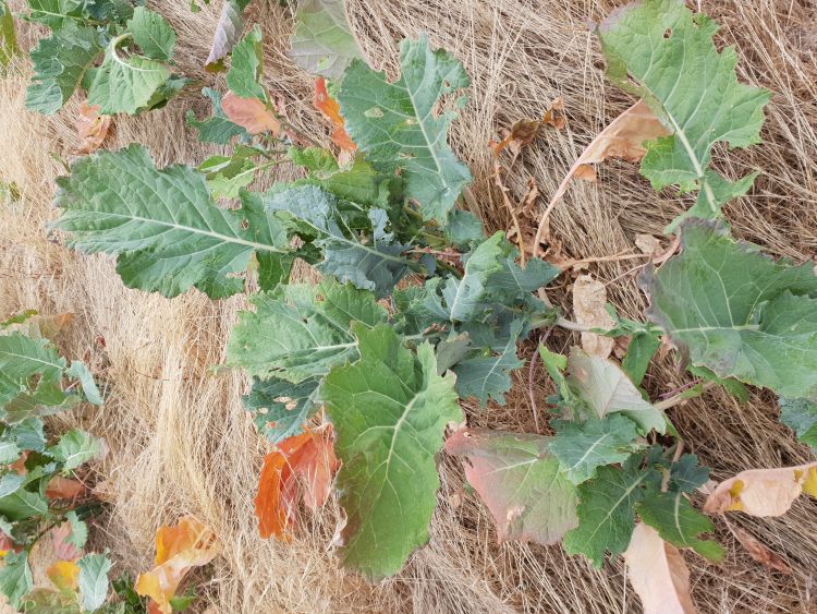 A plant in the ground known as rape or canola