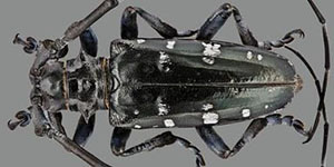 Asian longhorn beetle