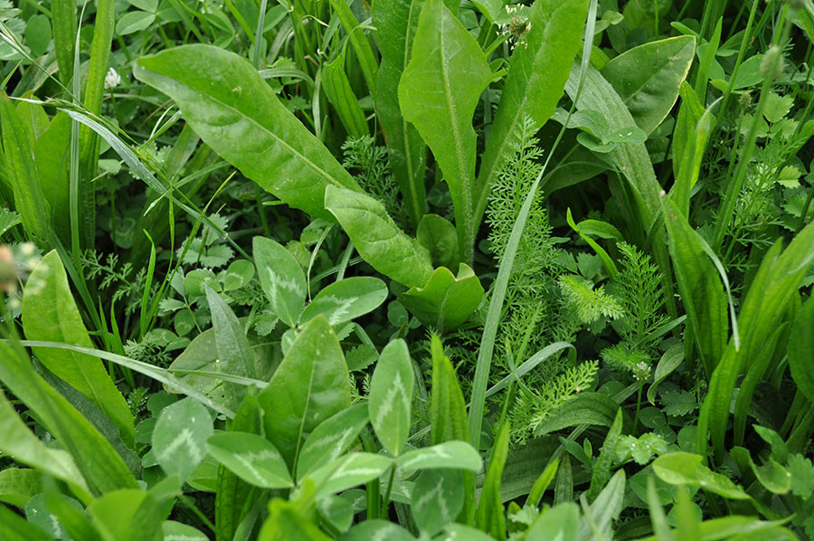 Figure 1: Example of a multispecies pasture. The image includes clovers (legumes), plantain, chicory, yarrow, burnet (herbs) and grasses. Closeup of clovers, plantain, chicory, yarrow, burnet and grasses growing together in a pasture.