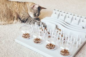 Cat lying on carpet playing with pet feeder