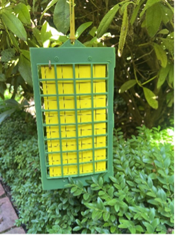 A pest trap hung in a garden.