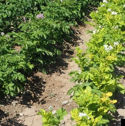 Rows of potato plants in a field showing contrasting health. The left row has lush green foliage with purple flowers, while the right row has yellowing leaves and white flowers, indicating possible disease or nutrient deficiency.