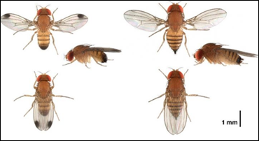 Figure 5: Spotted wing drosophila, male with spots on left, female on right Spotted wing drosophila showing males on the left, females on the right