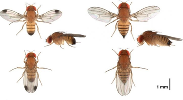 Spotted wing drosophila showing males on the left, females on the right