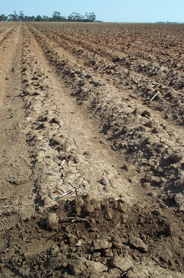 Brown soil with deep furrows and crusting on the surface. The full cultivation has created adequate clods and crusting to stop erosion.