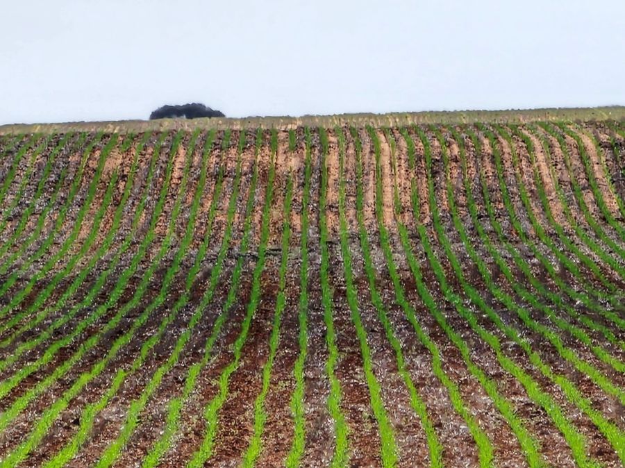 A cereal crop sown against the direction of erosive winds across a sandy rise with good stubble cover.