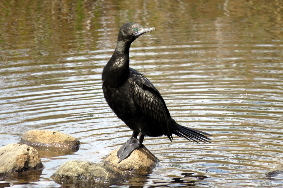 Little black cormorant standing on rocks in shallow water.