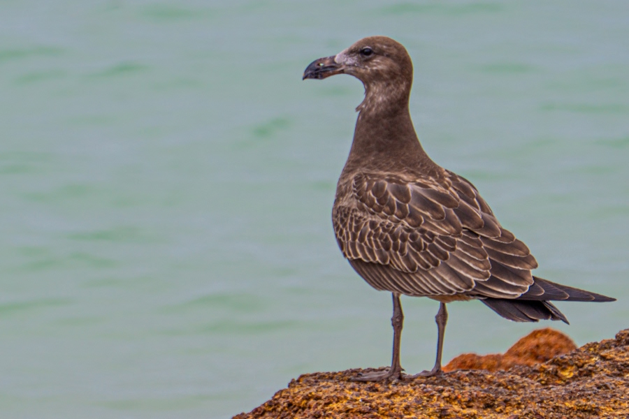 Juvenile Pacific gull standing on a rocky shoreline beside the water.