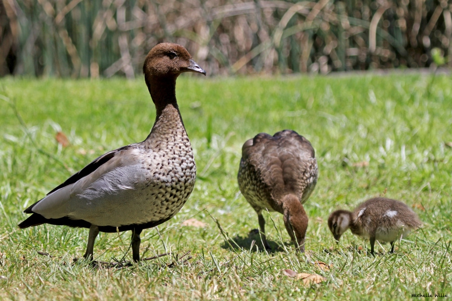 Australian wood duck with ducklings feeding on grass near wetland reeds.
