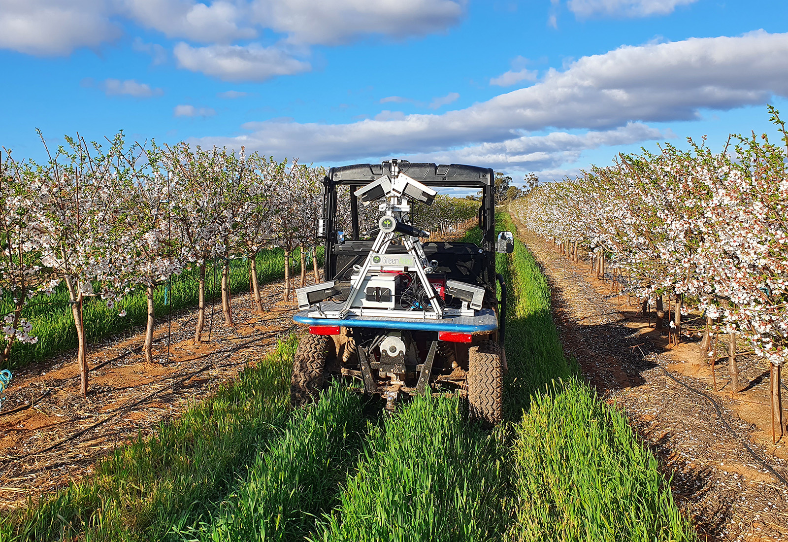 Almond crops at Mildura SmartFarm supporting research into irrigated production systems.