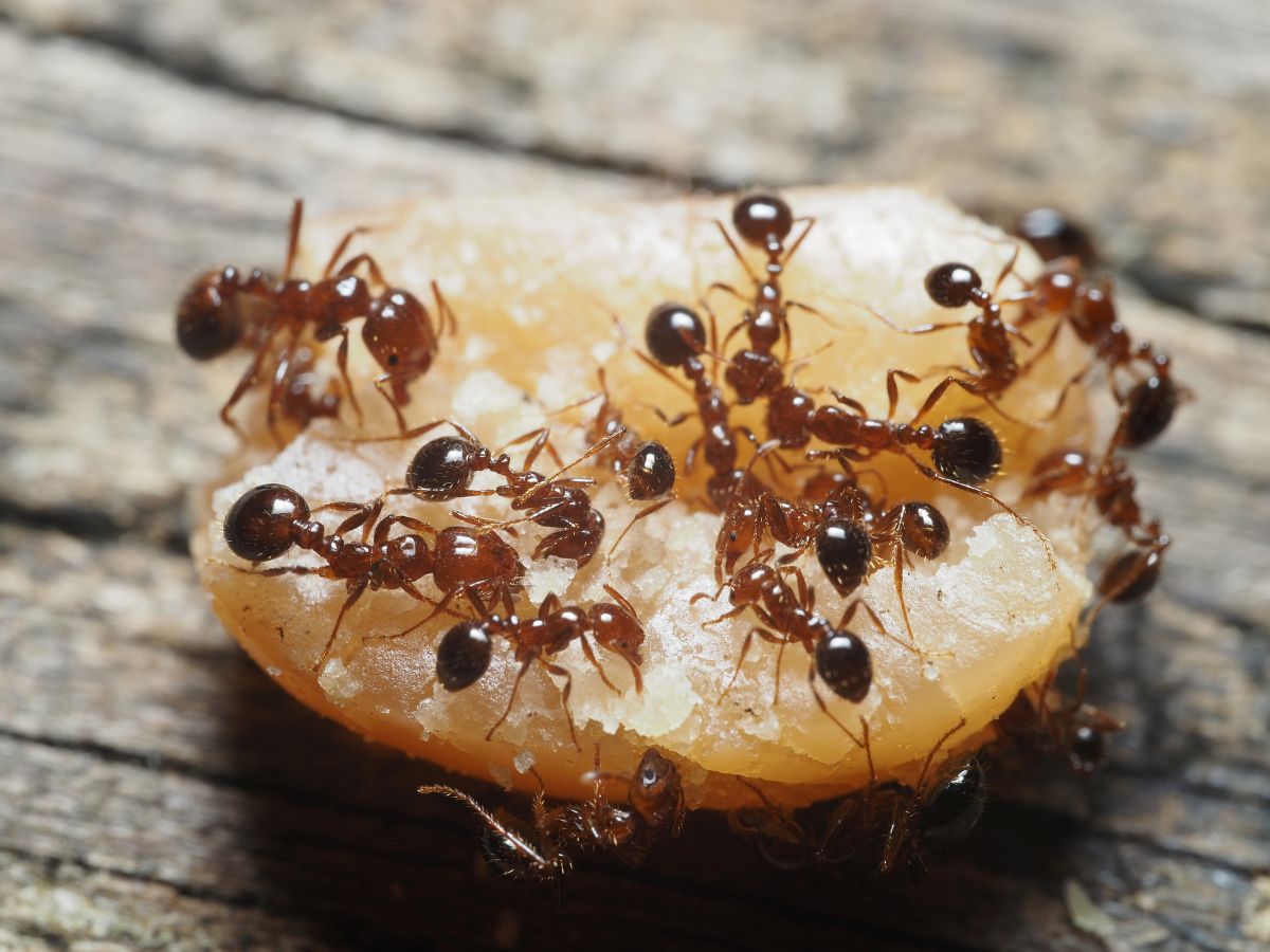 Differently sized red imported fire ants on some food.