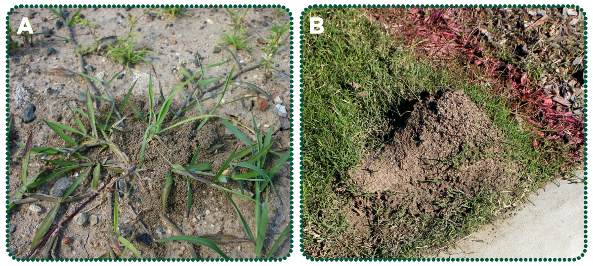 Two images (A and B) side by side showing disturbed ground that marks the entrance to RIFA nests.