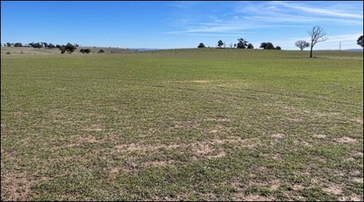 Large paddock with short green pasture growth across an otherwise bare field, viewed under a clear blue sky.