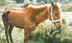 Horse with marked ewe neck.