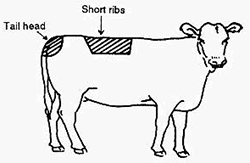 The two areas on cattle palpated to assess fat cover the tail head and short ribs