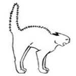  Sketch of cat with back arched, tail high and fur fluffed up