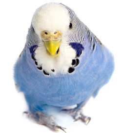 Blue and white budgerigar