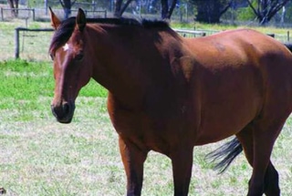 Basic horse care | Horses | Livestock and animals | Agriculture Victoria