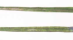 Characteristic symptoms of flag smut in wheat are the black lines along the leaves that can easily rub onto a finger leaving a black mark.