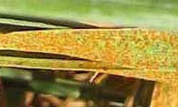Barley leaf covered in orange-brown spores