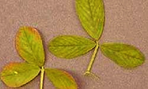 Photo of infected reddened lucerne leaves next to healthy green leaves.