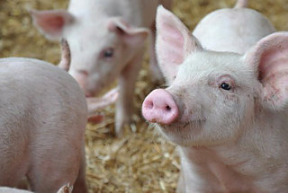 Piglets in a barn