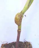 White blister gall on stem of broccoli seedling