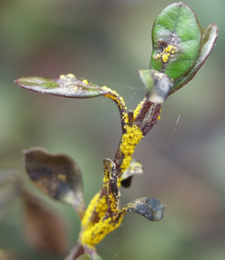 Stem and leaves of Lophomyrtus 'Black Stallion infested with bright yellow spores