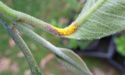 Bright yellow spores on the stem at the base of a lemon-scented myrtle leaf
