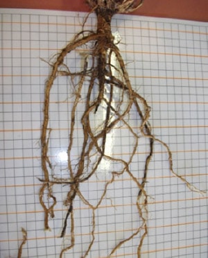 Hanging lucerne plant showing roots