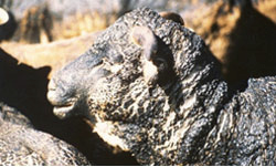 Close-up of a head of a sheep that has been severely burnt on the nose, eyes and lips