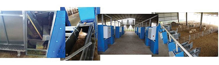 Four images of various views of the automated sheep intake facility.